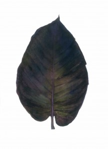 nancy_5-20-16_leaf-dark2_72dpi