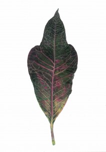 nancy_5-20-16_leaf-detailed-purple2_72dpi